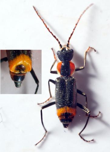 Axinotarsus pulicarius